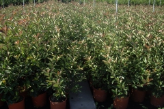 Photinia 